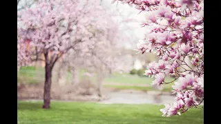 🌸 Magnificent Magnolias: Master the Art of Growing These Timeless Trees 🌳