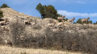 Mountain Goats…