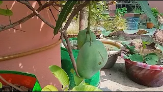 কোহিতুর আম (Kohitoor mango):   এক দুষ্প্রাপ্য ও লুপ্তপ্রায় নবাবি আমের প্রজাতি।