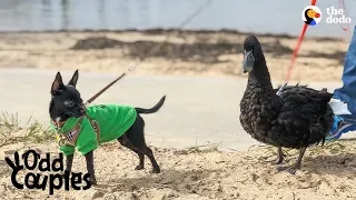 Duck Follows His Dog Best Friend Everywhere | The Dodo Odd Couples