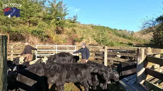 Angus Beef Calf Weaning Autumn 2024