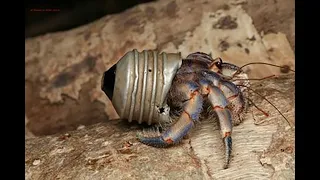 Stunning Images of Hermit Crabs Living in Garbage