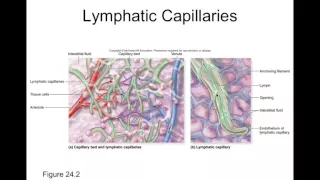 Chapter 24 Lymphatic System Part1