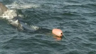 Great white shark tagging