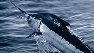 Facts: The Blue Marlin