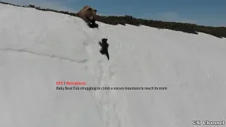 EPIC | Baby Bear Cub struggling to climb a snowy mountain to reach its mom | Motivational