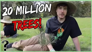 What if We Plant 20,000,000 Trees?