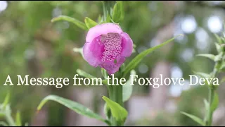 A Message from Foxglove- Messages from Nature