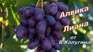 Виноград Алвика в начале октября.Изучение новинки от В.Калугина под названием Лиана..