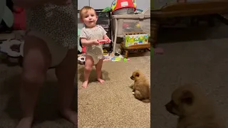 Puppy Howls At Baby Playing Harmonica