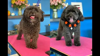 Coco Poodle Mix Groom