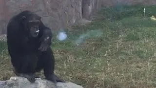 Outrage Over Chimpanzee Smoking a Pack of Cigarettes a Day at Zoo