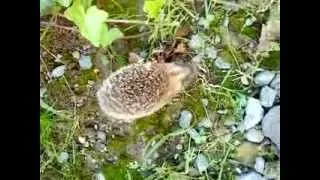 Hedgehog Sound!
