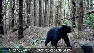 Bear Cub Gives Up Trying to Steal Our Trail Camera