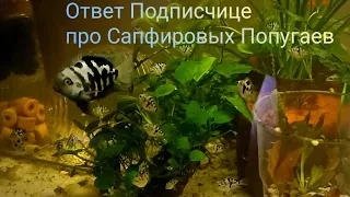 Видео Ответ Подписчице про содержание Сапфировых Попугаев в общем аквариуме 😉