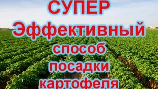 Супер урожайный способ посадки картофеля