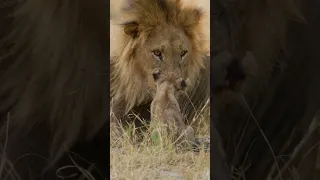 #cute #lion #cub wakes dad. #shorts #babyanimals