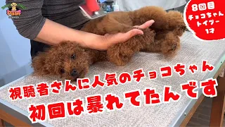 【必見】噛み犬トリミングでお利口になったトイプードル！今は常連さん！！