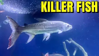 KILLER African Goliath Tiger Fish added to Ohio Fish Rescue Aquarium !