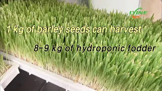 Detailed Planting Process of Hydroponic Fodder | You Can Easily Grow Barley Fodder at Home