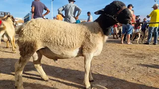 FEIRA DE ANIMAIS EM DORMENTES-PE 13-04-2023 COTAÇÃO DE PREÇO