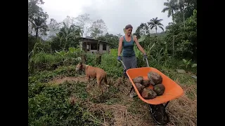 Can I build a Homestead in Costa Rica?