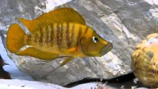 Altolamprologus Compressiceps FireFin