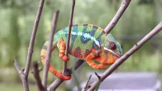 Real Chameleon Color change
