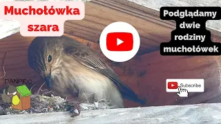 muchołówka szara