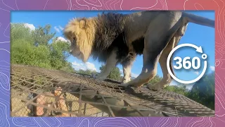 ChewCam - Lion Edition | Wildlife in 360 VR