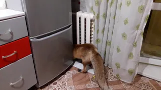 Лиса ищет мышей за холодильником