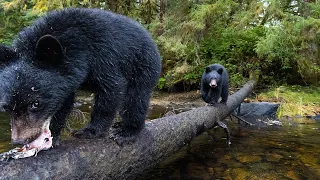 Project: Camera Bear Box