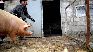 🐖Тягнемо за хвоста🤣майже верхи на свині🎠 цирк на дроті