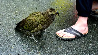 Kea bites my friend's foot at Milford Sound