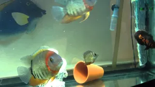 Adult Rotkeil Severums