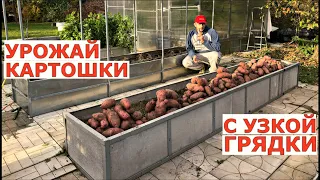 САМЫЙ урожайный сорт картофеля -УНИКА