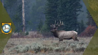 A Big Year for Elk Hunters