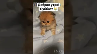 Доброе утро, суббота! #shotrs #животные #приколы #смешныекошки #animals #cat #funnyvideo