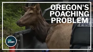 Oregon State Police team up with hunters and conservationists to fight poaching
