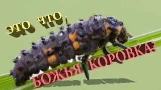 ЭТО ЧТО БОЖЬЯ КОРОВКА? :)