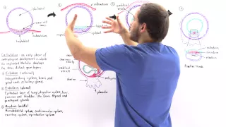 Gastrulation