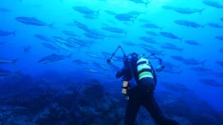 Announcement: Chile Creates Enormous Ocean Preserve | National Geographic