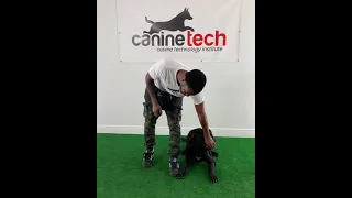 Cane Corso advanced obedience training #shorts #canecorso #dogtraining