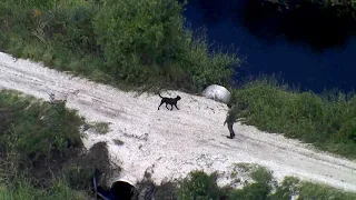 Live: Cadaver dogs join search for Brian Laundrie, seen from SkyFOX