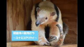 閉園後の動物たち～ミナミコアリクイ～