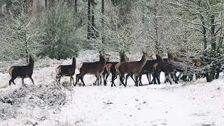 Mule Deer Migration |