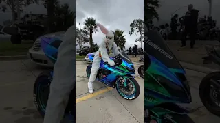 This bunny is ready for Halloween ride! 🤣
