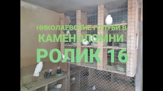 НИКОЛАЕВСКИЕ ГОЛУБИ. ВЧЕРАШНИЙ РОЛИК. ШТИЛЬ. ПОДКИДУШКИ😁