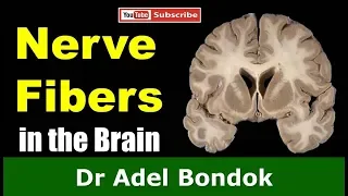 Commissural, Association, and Projection Fibers in the Brain, Dr Adel Bondok
