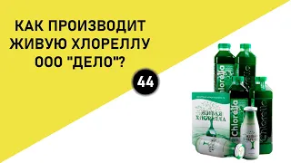 КАК ПРОИЗВОДИТ ЖИВУЮ ХЛОРЕЛЛУ ООО «ДЕЛО»?